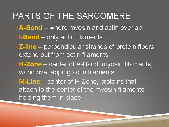 PARTS OF THE SARCOMERE A-Band – where myosin and actin overlap I-Band – only