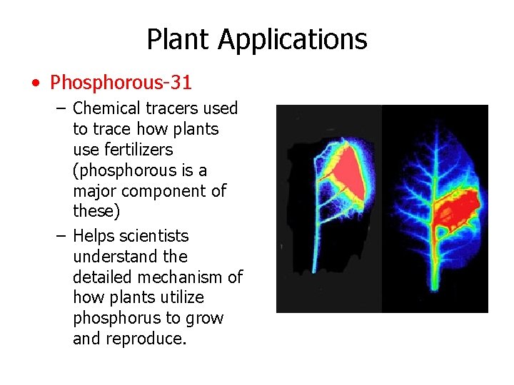 Plant Applications • Phosphorous-31 – Chemical tracers used to trace how plants use fertilizers