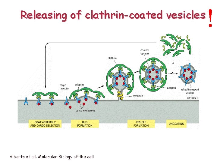 Releasing of clathrin-coated vesicles Alberts et all. Molecular Biology of the cell ! 