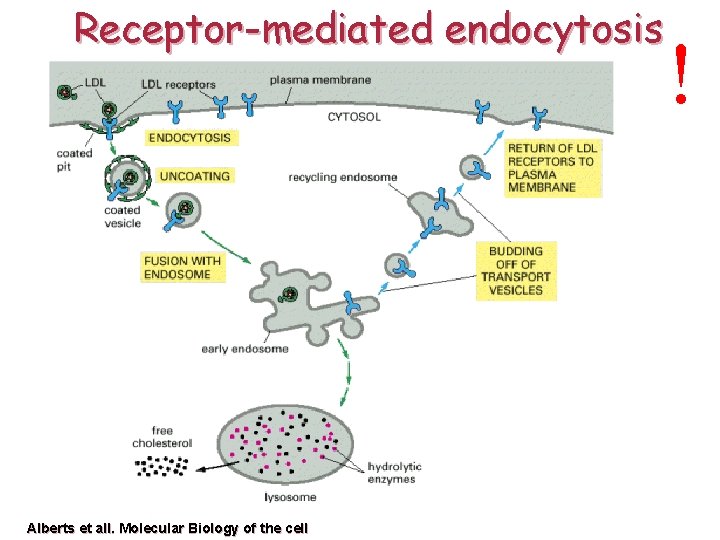 Receptor-mediated endocytosis Alberts et all. Molecular Biology of the cell ! 