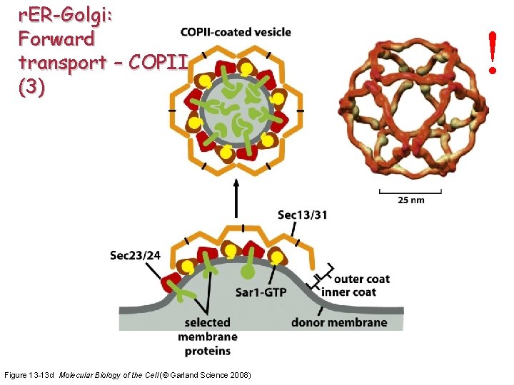 r. ER-Golgi: Forward transport – COPII (3) Figure 13 -13 d Molecular Biology of