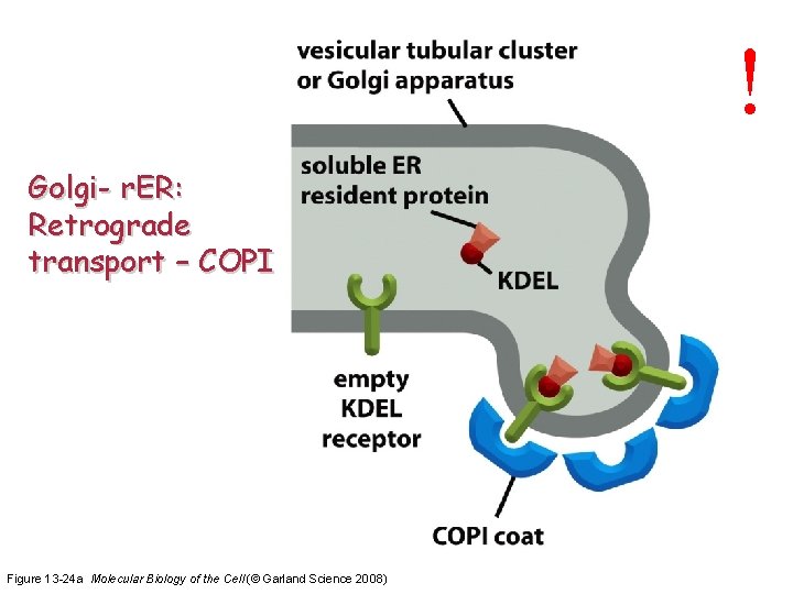 ! Golgi- r. ER: Retrograde transport – COPI Figure 13 -24 a Molecular Biology