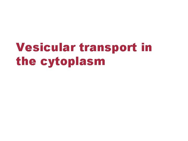 Vesicular transport in the cytoplasm 