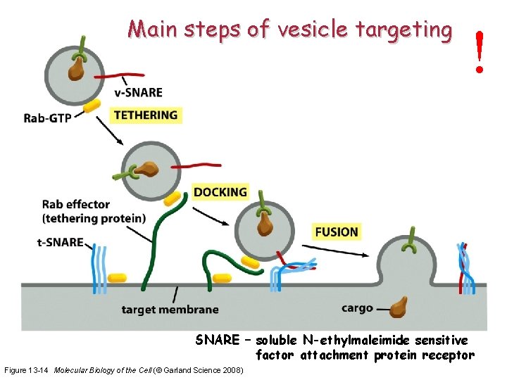 Main steps of vesicle targeting ! SNARE – soluble N-ethylmaleimide sensitive factor attachment protein