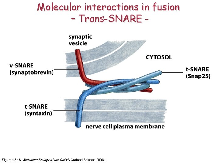 Molecular interactions in fusion – Trans-SNARE - Figure 13 -16 Molecular Biology of the