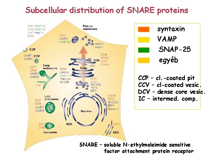 Subcellular distribution of SNARE proteins syntaxin VAMP SNAP-25 egyéb CCP – cl. -coated pit