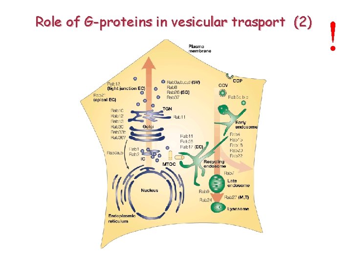 Role of G-proteins in vesicular trasport (2) ! 