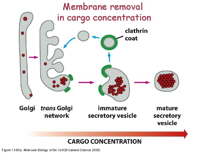 Membrane removal in cargo concentration Figure 13 -65 a Molecular Biology of the Cell