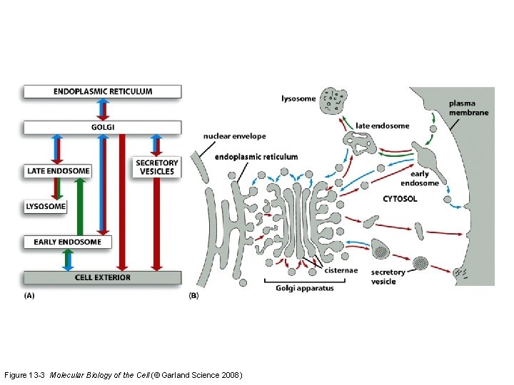 Figure 13 -3 Molecular Biology of the Cell (© Garland Science 2008) 