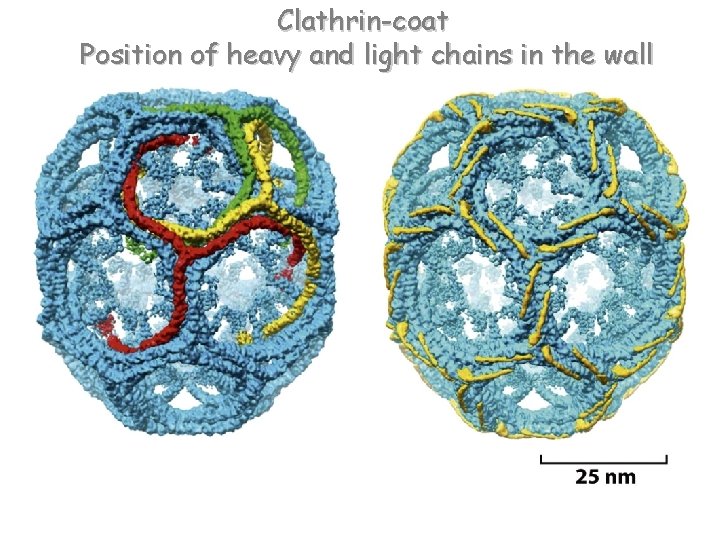 Clathrin-coat Position of heavy and light chains in the wall 