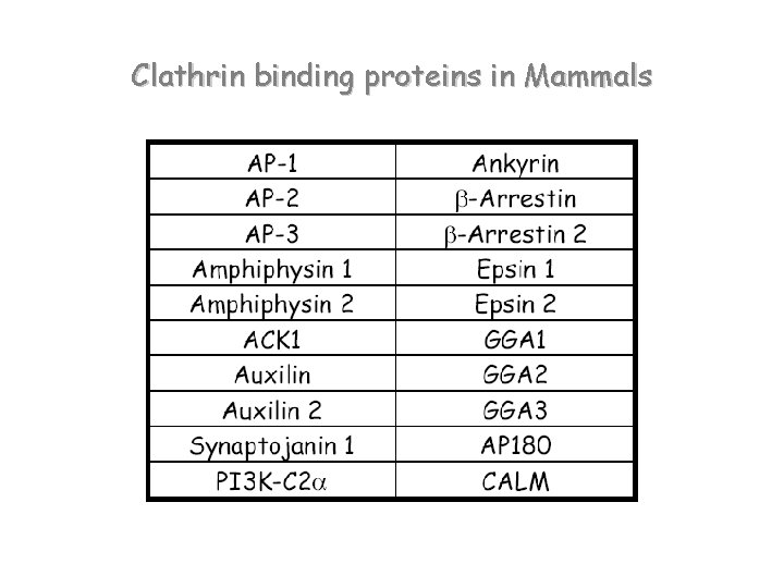 Clathrin binding proteins in Mammals 