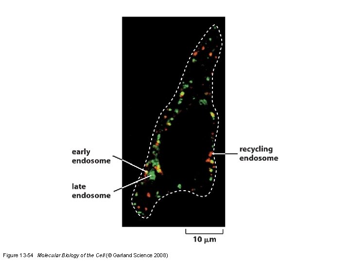 Figure 13 -54 Molecular Biology of the Cell (© Garland Science 2008) 