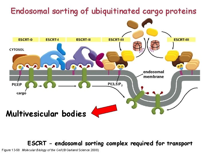 Endosomal sorting of ubiquitinated cargo proteins Multivesicular bodies ESCRT - endosomal sorting complex required