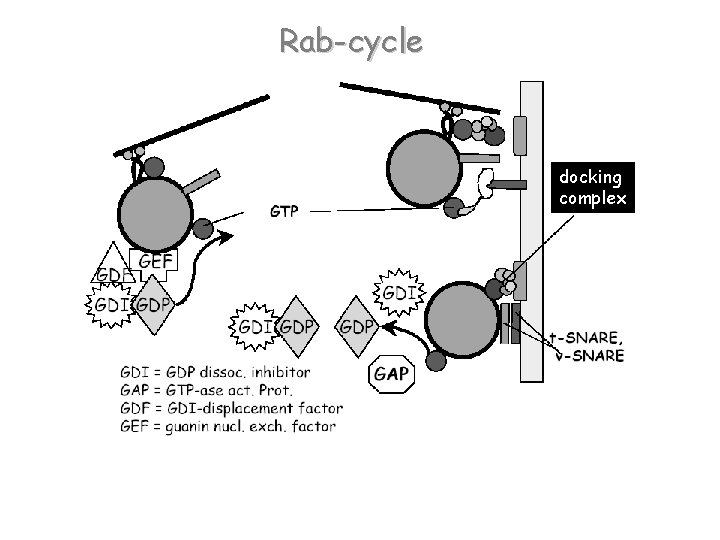 Rab-cycle docking complex 