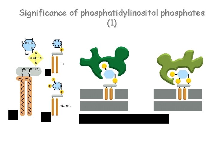 Significance of phosphatidylinositol phosphates (1) 