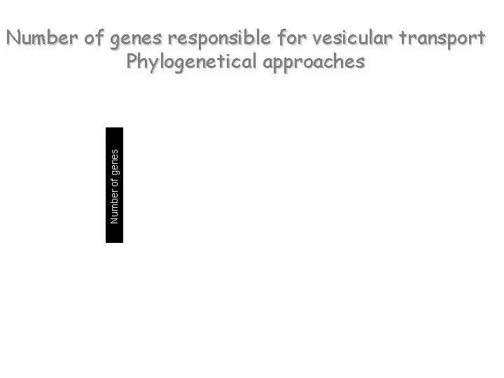 Number of genes responsible for vesicular transport Phylogenetical approaches 