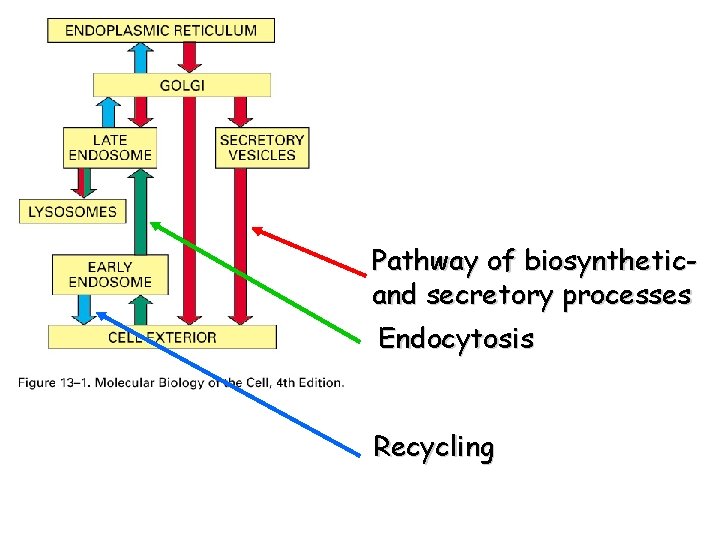 Pathway of biosyntheticand secretory processes Endocytosis Recycling 