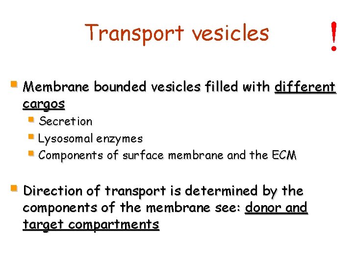 Transport vesicles ! § Membrane bounded vesicles filled with different cargos § Secretion §