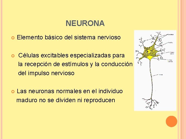 NEURONA Elemento básico del sistema nervioso Células excitables especializadas para la recepción de estímulos