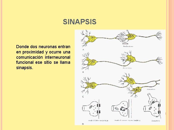 SINAPSIS Donde dos neuronas entran en proximidad y ocurre una comunicación interneuronal funcional ese