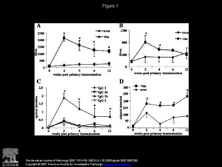 Figure 1 The American Journal of Pathology 2007 1701415 -1427 DOI: (10. 2353/ajpath. 2007.