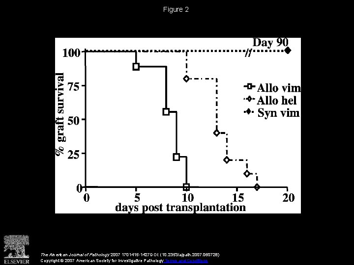 Figure 2 The American Journal of Pathology 2007 1701415 -1427 DOI: (10. 2353/ajpath. 2007.