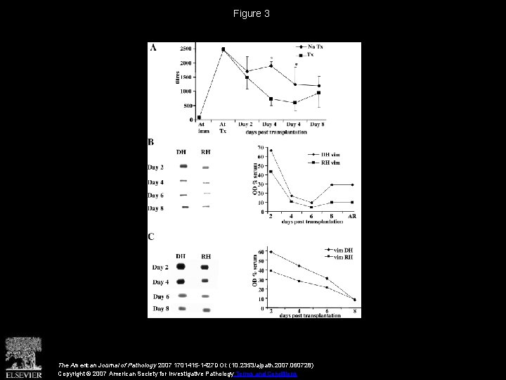 Figure 3 The American Journal of Pathology 2007 1701415 -1427 DOI: (10. 2353/ajpath. 2007.