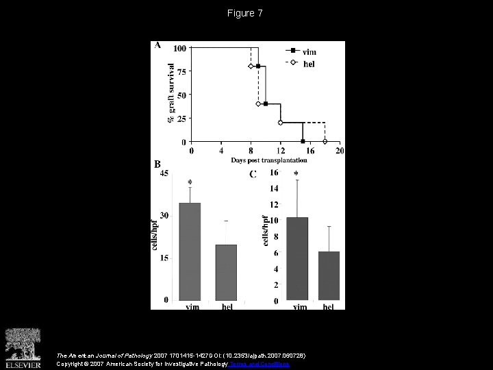 Figure 7 The American Journal of Pathology 2007 1701415 -1427 DOI: (10. 2353/ajpath. 2007.