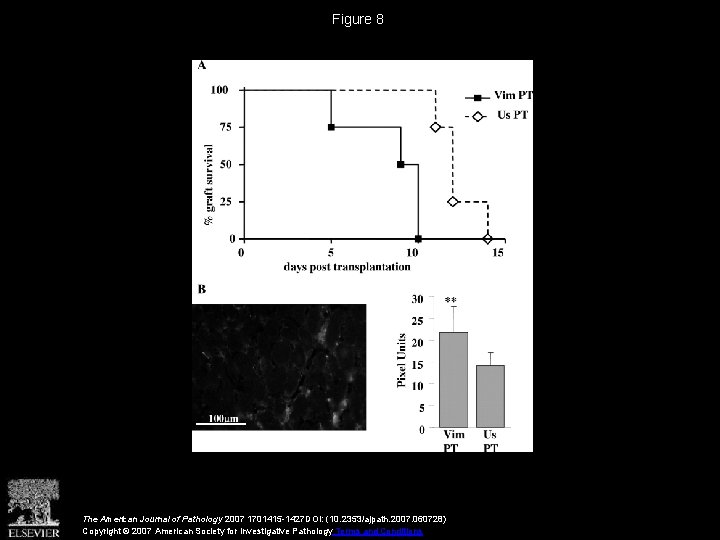 Figure 8 The American Journal of Pathology 2007 1701415 -1427 DOI: (10. 2353/ajpath. 2007.