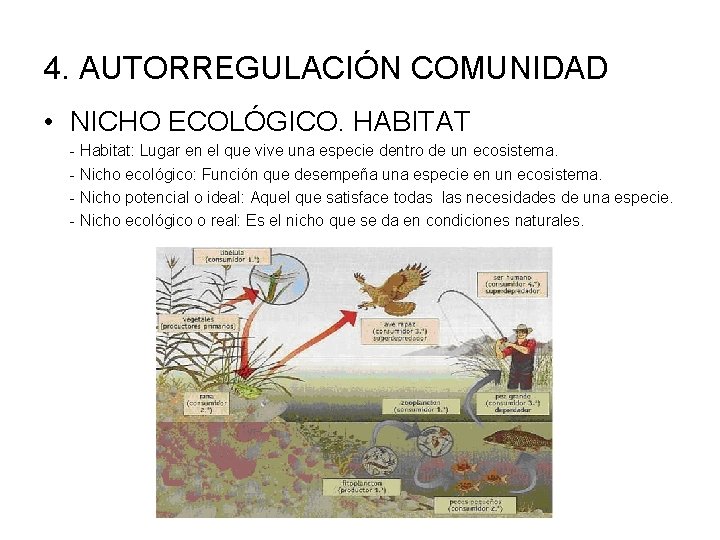 4. AUTORREGULACIÓN COMUNIDAD • NICHO ECOLÓGICO. HABITAT - Habitat: Lugar en el que vive