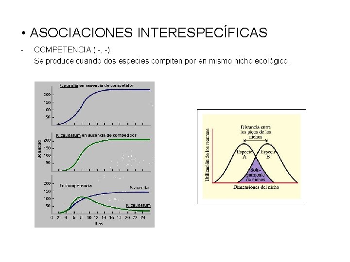  • ASOCIACIONES INTERESPECÍFICAS - COMPETENCIA ( -, -) Se produce cuando dos especies