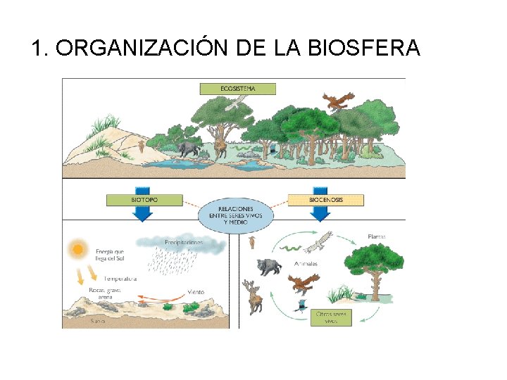 1. ORGANIZACIÓN DE LA BIOSFERA 