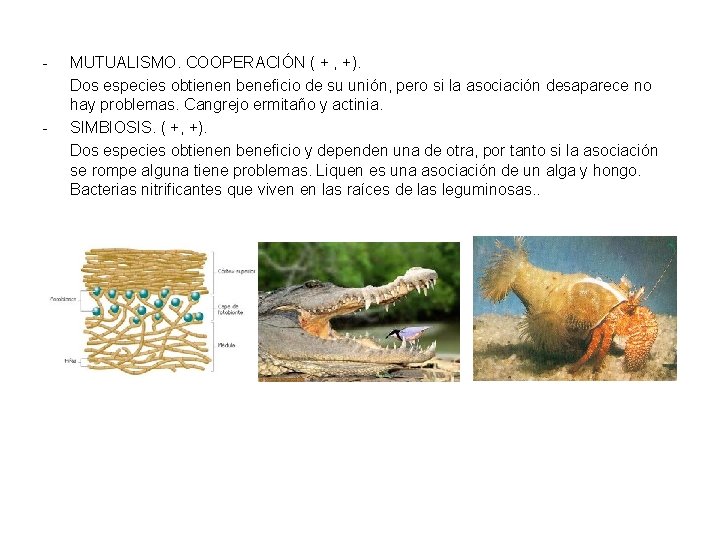 - - MUTUALISMO. COOPERACIÓN ( + , +). Dos especies obtienen beneficio de su