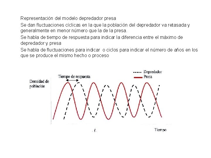 Representación del modelo depredador presa Se dan fluctuaciones cíclicas en la que la población