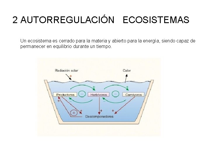 2 AUTORREGULACIÓN ECOSISTEMAS Un ecosistema es cerrado para la materia y abierto para la