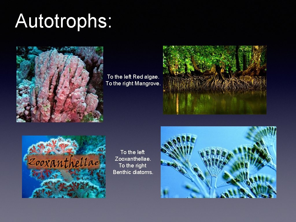 Autotrophs: To the left Red algae. To the right Mangrove. To the left Zooxanthellae.