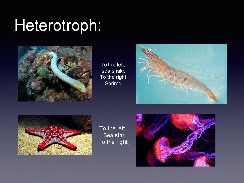 Heterotroph: To the left, sea snake To the right, Shrimp To the left, Sea