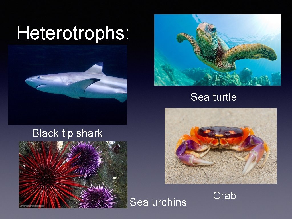 Heterotrophs: Sea turtle Black tip shark Sea urchins Crab 