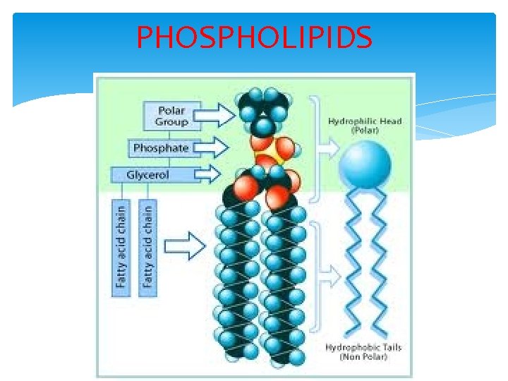 PHOSPHOLIPIDS 