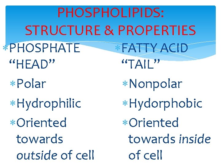 PHOSPHOLIPIDS: STRUCTURE & PROPERTIES PHOSPHATE “HEAD” Polar Hydrophilic Oriented towards outside of cell FATTY