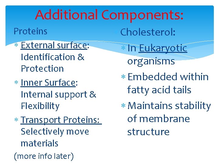 Additional Components: Proteins External surface: Identification & Protection Inner Surface: Internal support & Flexibility