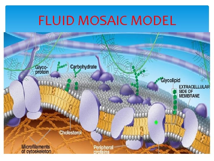 FLUID MOSAIC MODEL 