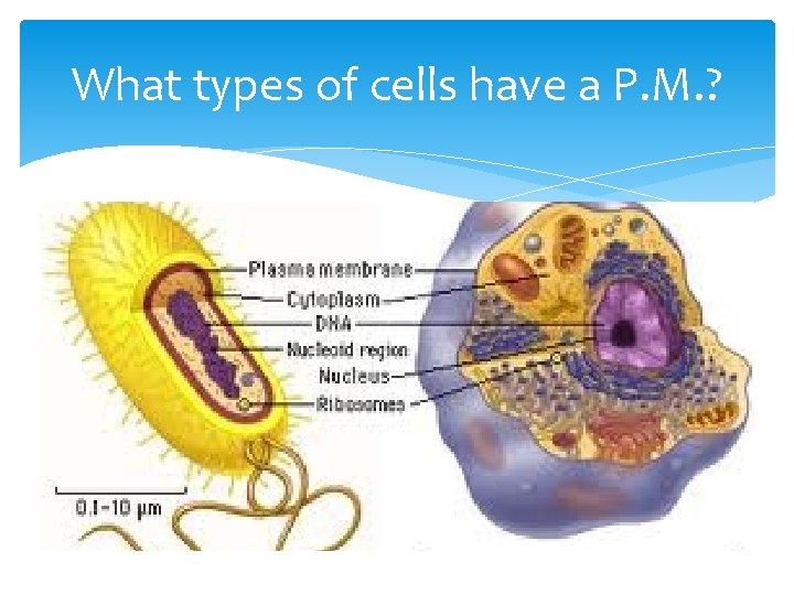 What types of cells have a P. M. ? 