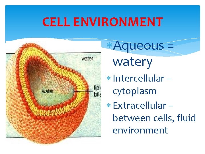 CELL ENVIRONMENT Aqueous = watery Intercellular – cytoplasm Extracellular – between cells, fluid environment