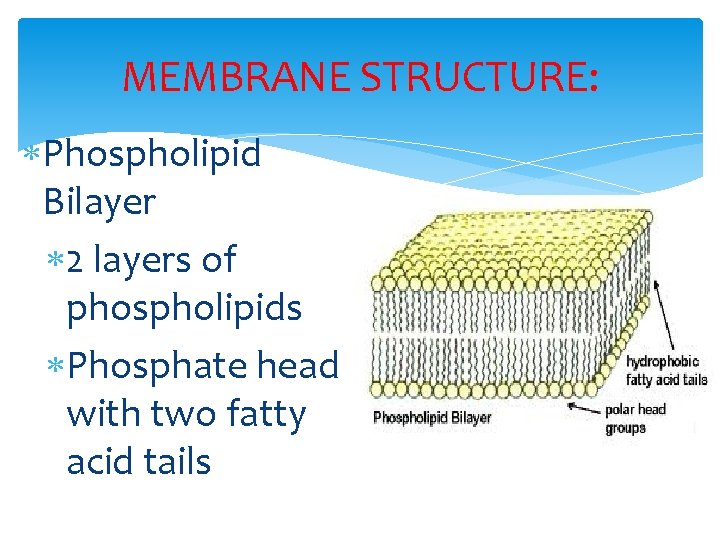 MEMBRANE STRUCTURE: Phospholipid Bilayer 2 layers of phospholipids Phosphate head with two fatty acid