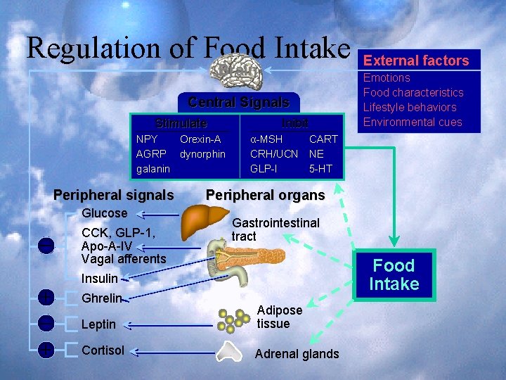 Regulation of Food Intake Brain Central Signals Stimulate Inibit NPY Orexin-A AGRP dynorphin galanin