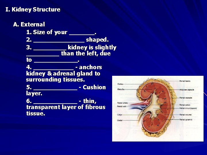 I. Kidney Structure A. External 1. Size of your _______. 2. _______ shaped. 3.