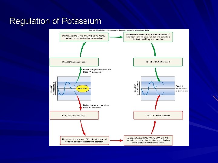 Regulation of Potassium 