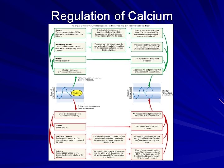 Regulation of Calcium 