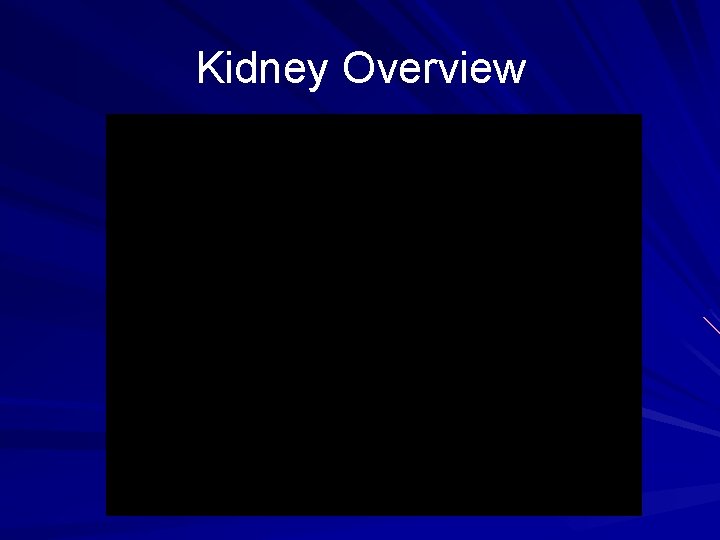 Kidney Overview 